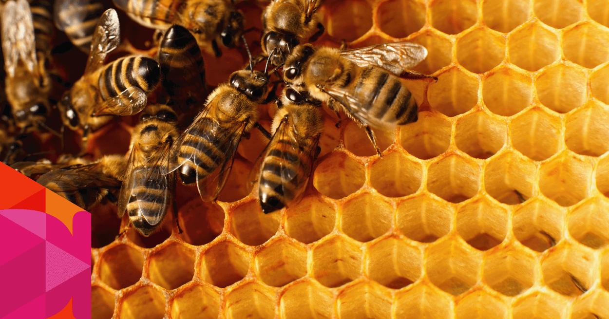 bijen samenwerken